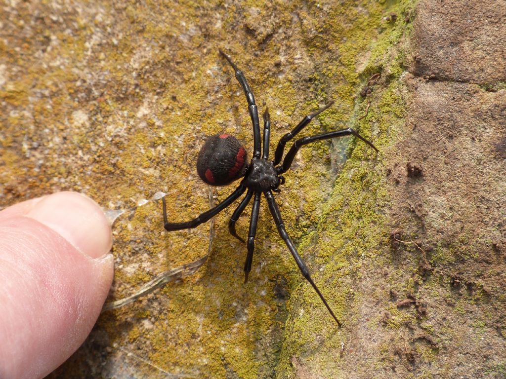 Latrodectus tredecimguttatus - Ceriale (SV)